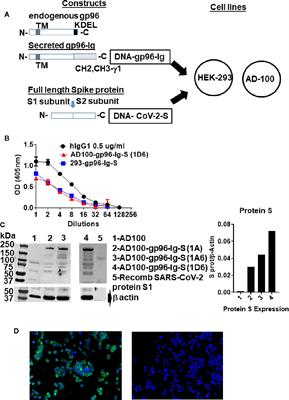 Induction of SARS-CoV-2 Protein S-Specific CD8+ T Cells in the Lungs of gp96-Ig-S Vaccinated Mice